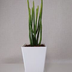 【お取引中】ユーフォルビア「オンコクラータ」鉢植え