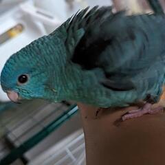 サザナミインコ雛ブルー　