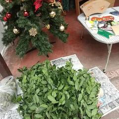 ローリエの葉  ローリエの枝