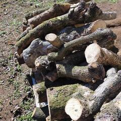 薪（伐採後２か月経過）の画像