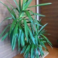 【観葉植物】ドラセナ（幸福の木）の画像