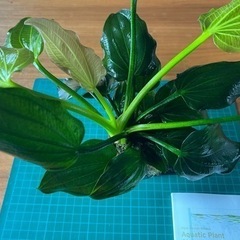 エキノドルスspオパクス　サンカルロス産　水中葉　大株