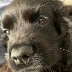 3歳のアメリカンコッカースパニエル - 犬