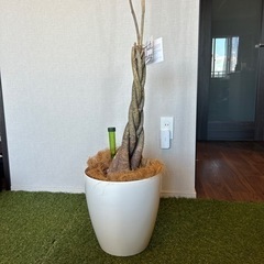 植木鉢　ケース