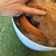 植木鉢　ケースの画像