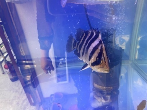 ダトニオプラスワン　±15cm