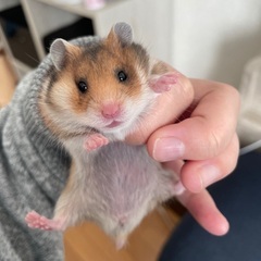 ゴールデンハムスター　ノーマル 生後1ヶ月
