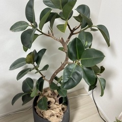 観葉植物 フィカス ゴムの木 まがり