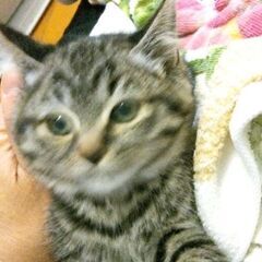 キジトラ　メス　黄里親募集