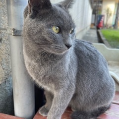 ロシアンブルーみたいな1歳♡女の子