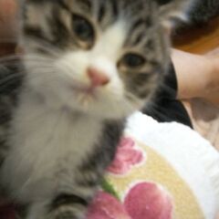 可愛い子猫たちの里親募集　桃