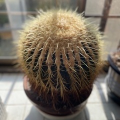 サボテン