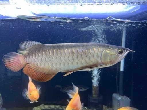 熱帯魚
