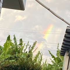 サトウキビ【少量】あげます
