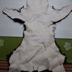お値引き！熊の毛皮の画像