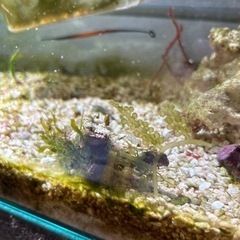 まだまだ受け付け中‼️海藻水槽作りにいかがですか? の画像