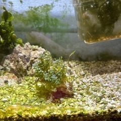 まだまだ受け付け中‼️海藻水槽作りにいかがですか? の画像