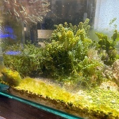 まだまだ受け付け中‼️海藻水槽作りにいかがですか? の画像