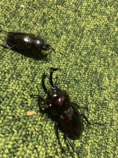 ニジイロクワガタペア　紫紺