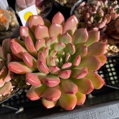 多肉植物 ピンクルルビー 他にもたくさん多肉あります