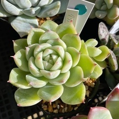 多肉植物 クリスタルローズ 他にもたくさん多肉あります