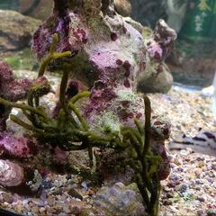 海水魚と水槽セット 引き取り限定の画像