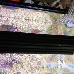 海水魚と水槽セット 引き取り限定の画像