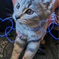 猫ちゃん　女の子　里親募集中