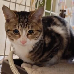 お見合い決定のため、一旦募集を停止します。🐱避妊手術済み🐱アメシ...