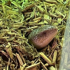 爬虫類、友達が欲しいです😁