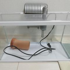 ウーパールーパー、60cm水槽セットの画像