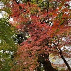 26日(日)紅葉見に行きませんか？