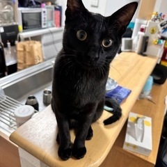 黒猫 オス♡