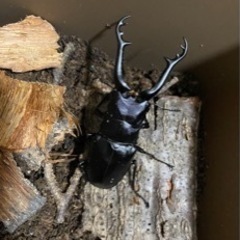 ◉◎ギラファノコギリクワガタ　フローレス産　幼虫系10頭の画像