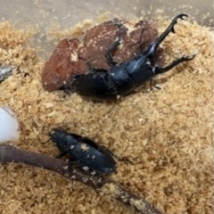 ◉◎ギラファノコギリクワガタ　フローレス産　幼虫系10頭の画像