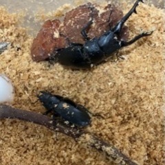 ◇◆ケイスケギラファノコギリクワガタ　フローレス産　幼虫計10頭の画像