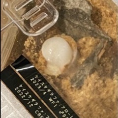 ◇◆ケイスケギラファノコギリクワガタ　フローレス産　幼虫計10頭の画像
