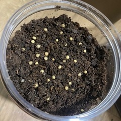 ◇◆ケイスケギラファノコギリクワガタ　フローレス産　幼虫計10頭の画像