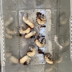 国産カブトムシの幼虫（８匹まで）の画像