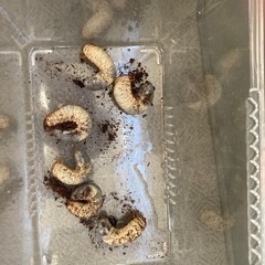 国産カブトムシの幼虫（８匹まで）の画像