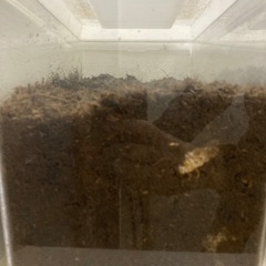 国産カブトムシの幼虫（８匹まで）の画像