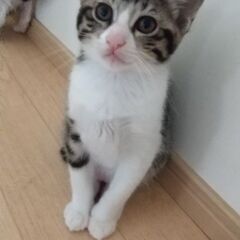 おしゃべりおしゃまのきじ白しまさん　9ヶ月齢