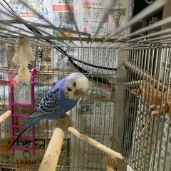 セキセイインコオス