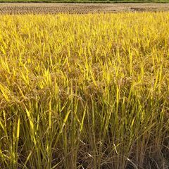 令和５年産　ヒノヒカリ　玄米　20Kg