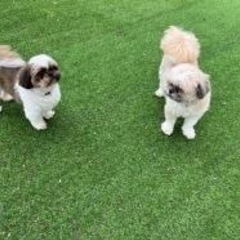 わんちゃん見学会❤︎