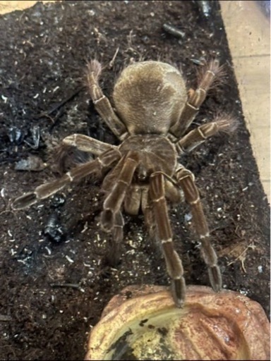 バーガンディゴライアスバードイーター【タランチュラ】