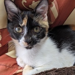 生後3ヶ月 三毛猫ちゃん♡