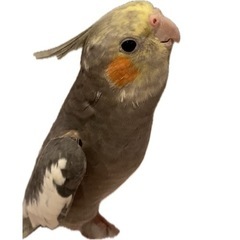 オカメインコ オス  