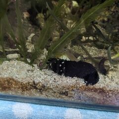 海水魚 本物！クロナマコ
