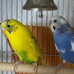 セキセイインコ里親募集